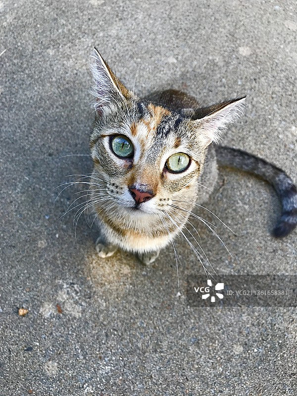 猫咪，天然泉水，阿肯色州，小猫，奶瓶喂养，街头高角度猫咪肖像，美国图片素材