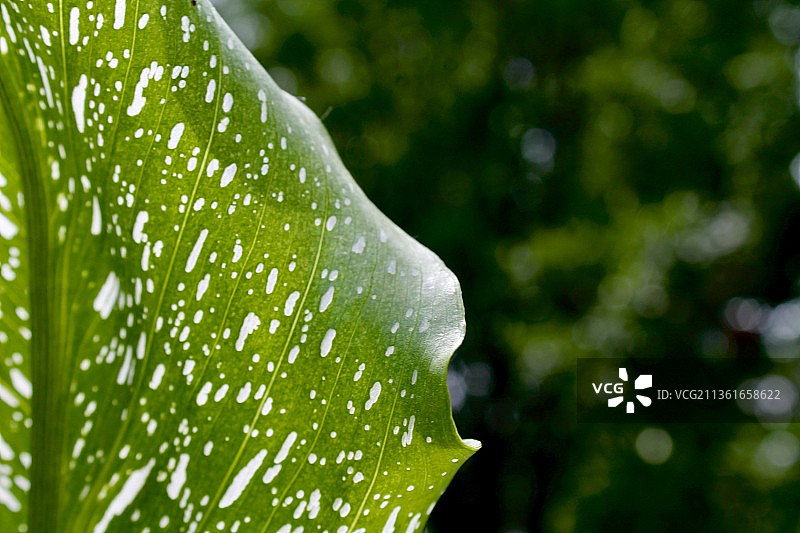 潮湿植物叶子的特写镜头图片素材