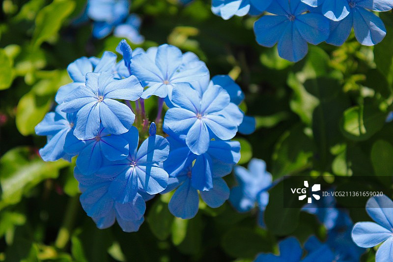 蓝色植物特写，美国德克萨斯州图片素材