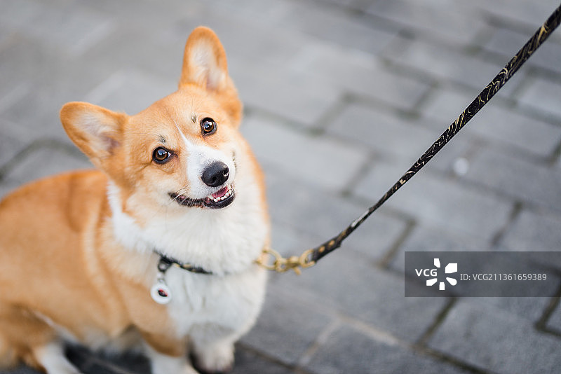 柯基犬在波兰卡托维兹的步行道上散步图片素材