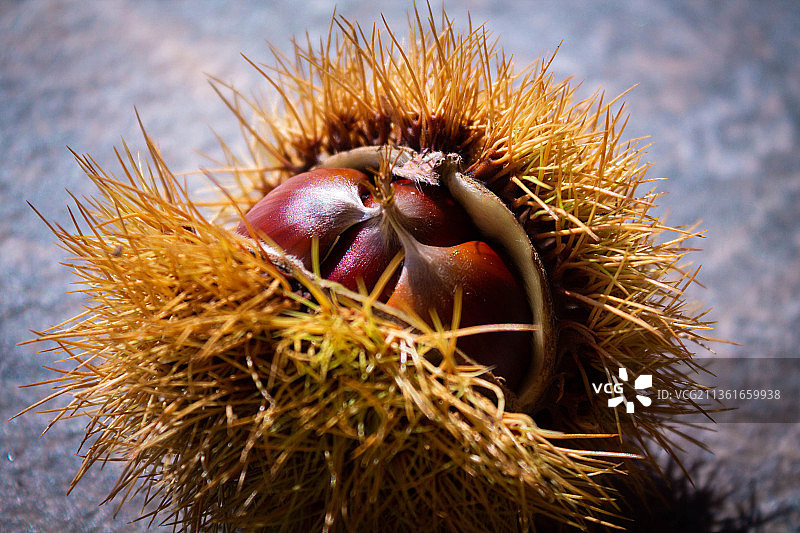 栗子特写图片素材