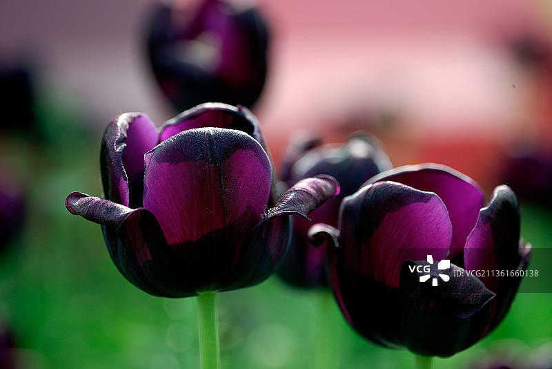 黑郁金香图片素材