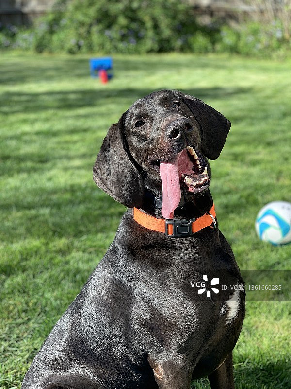 拉布拉多寻回犬坐在田野上的特写图片素材