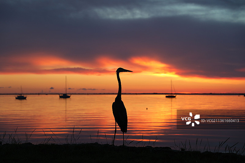 日落时分，苍鹭栖息在海边的轮廓图片素材