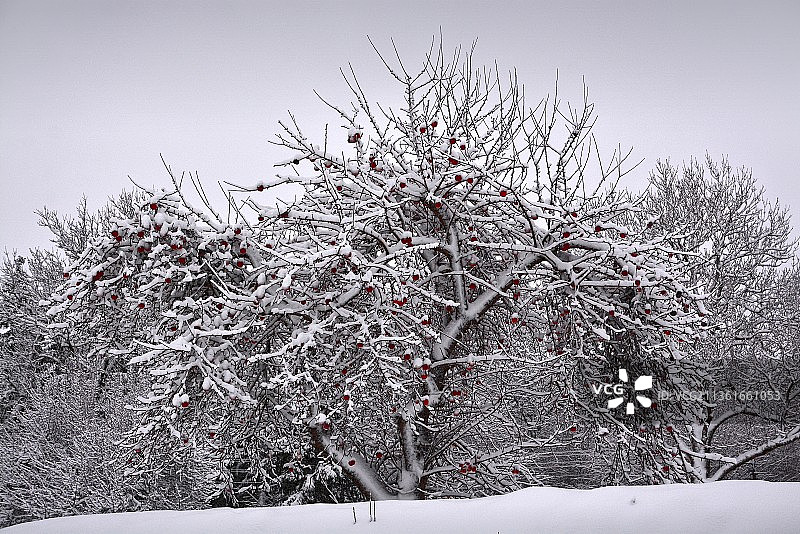 冬季丰收：雪覆盖的树木特写，立陶宛图片素材