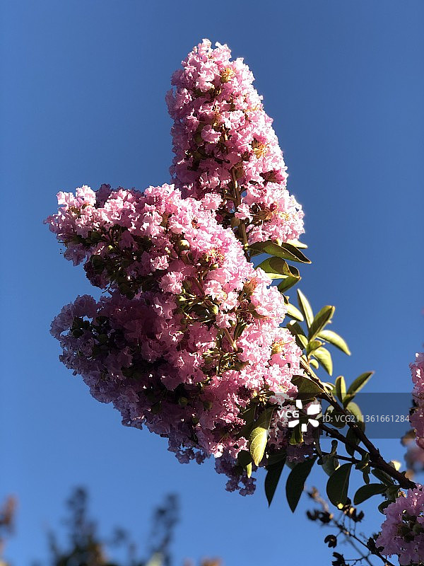 美国，粉色樱花在蔚蓝天空下绽放图片素材