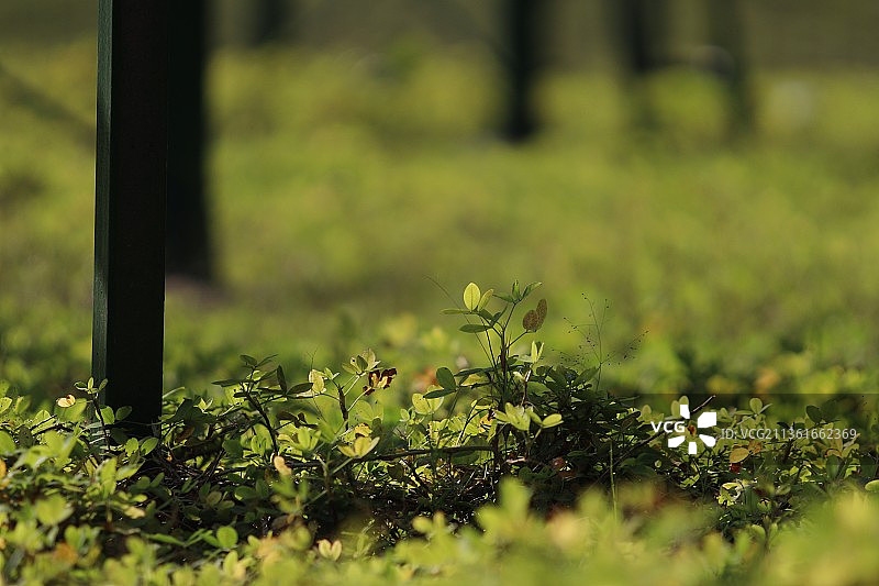 野外植物图片素材