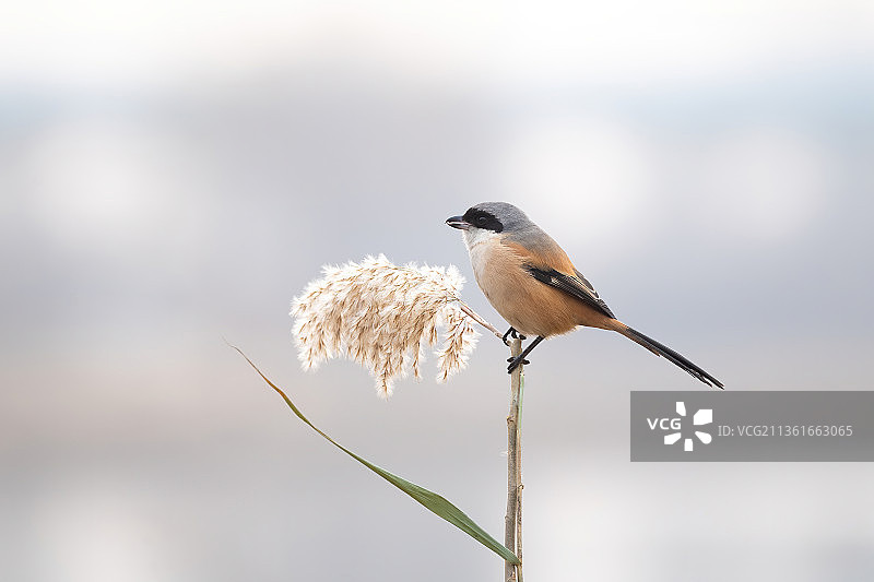 喙前端锯齿状的棕背伯劳特写图片素材