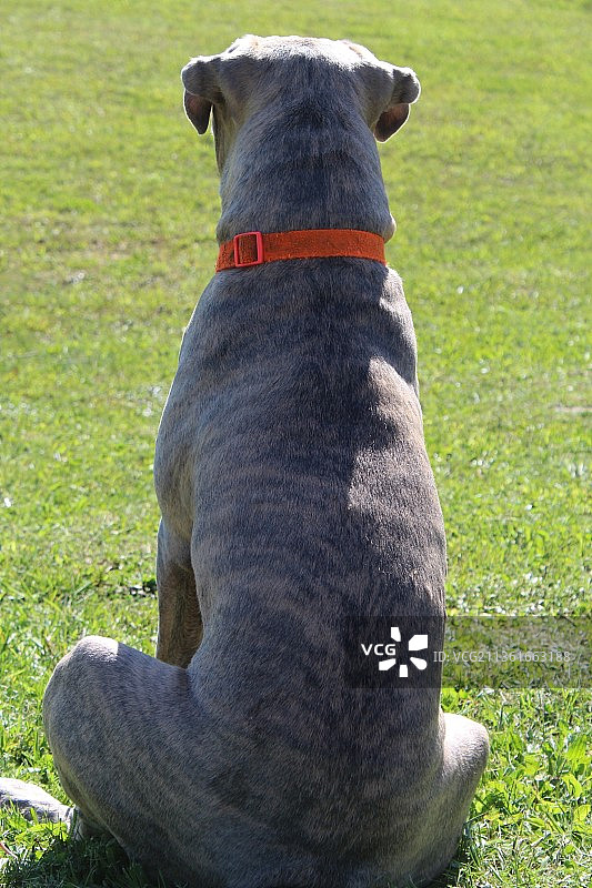 狗狗坐在田野上的背影，加拿大安大略省奥里利亚图片素材