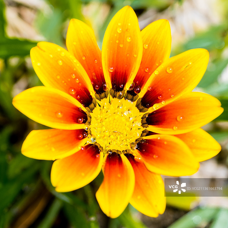 宝藏花，湿黄花的特写图片素材