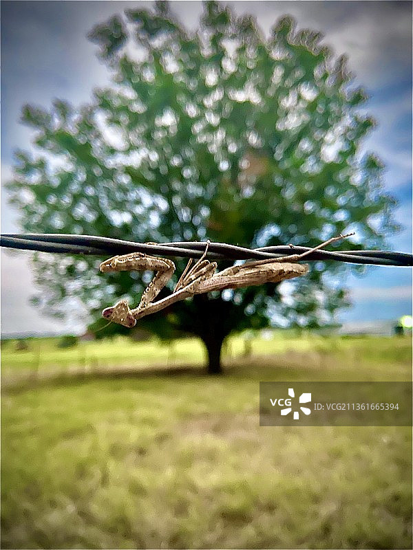 田野植物特写图片素材