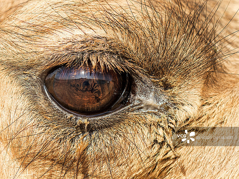 骆驼，马眼特写图片素材