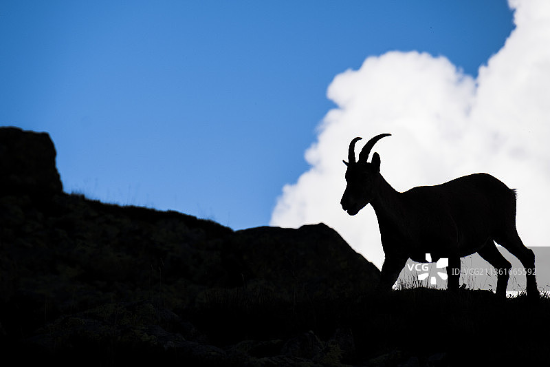 霞慕尼，云端山羊剪影图片素材