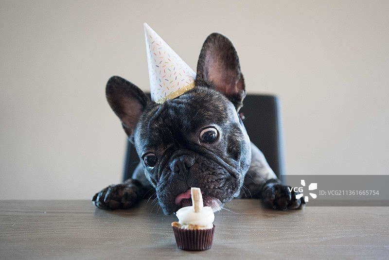 戴生日帽的法国斗牛犬幼犬吃纸杯蛋糕图片素材