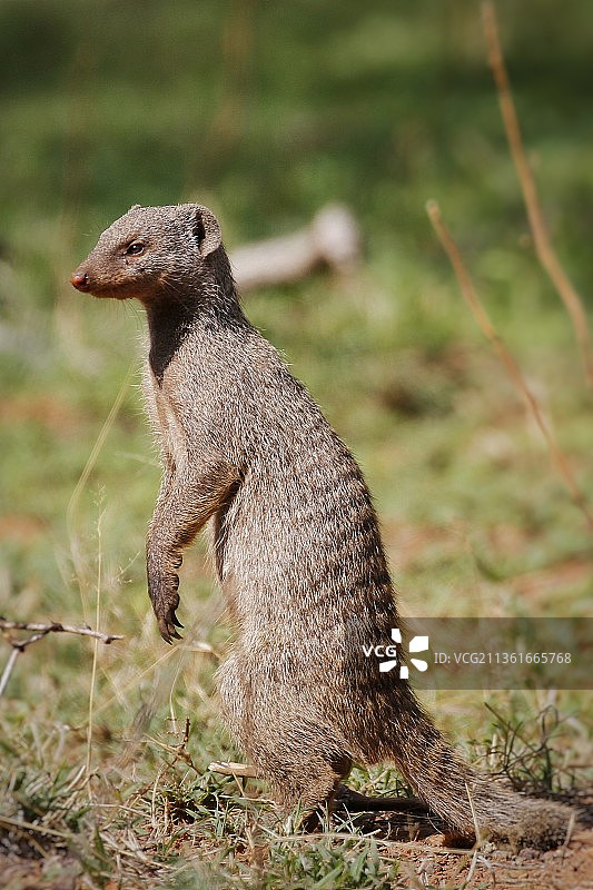 猫鼬：坐在田野上的细尾獴特写图片素材