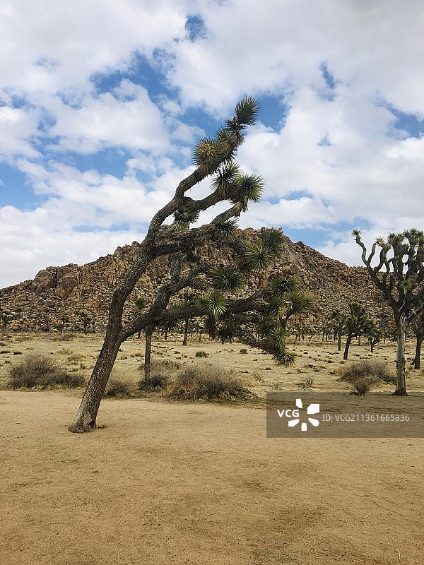 约书亚树国家公园的树木，美国加利福尼亚州图片素材