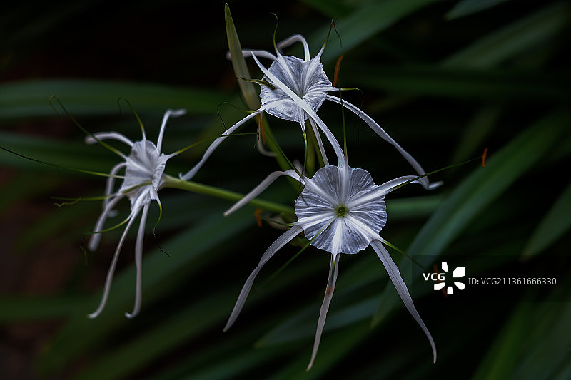 深绿色背景下的白色花朵特写图片素材