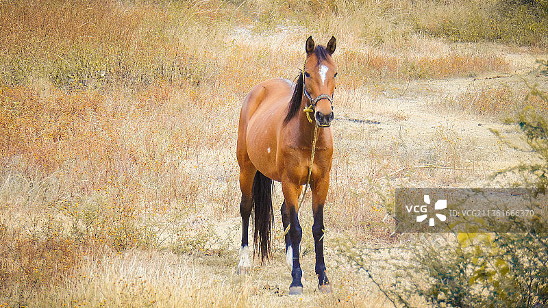 站在田野里的纯种马肖像图片素材