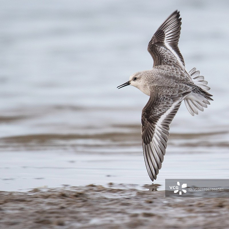飞翔的鹬：湖面上飞行的鹬鸟特写图片素材