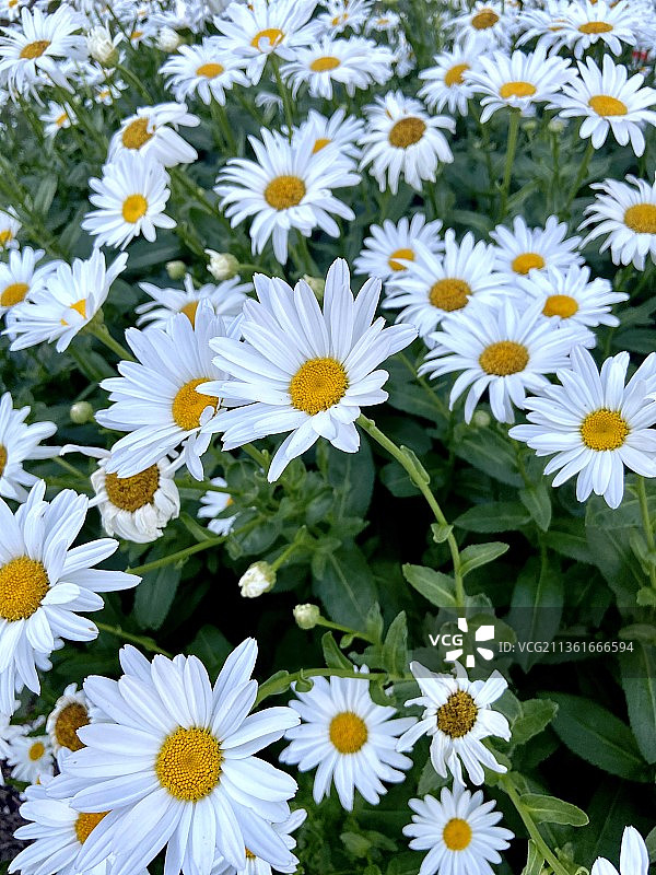 白色雏菊特写，美国俄亥俄州图片素材