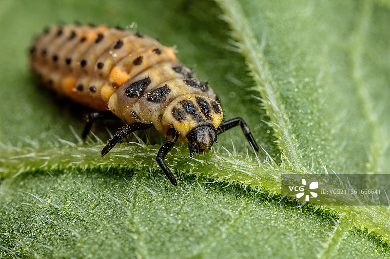 瓢虫幼虫，叶片昆虫特写，巴科利，那不勒斯，意大利图片素材