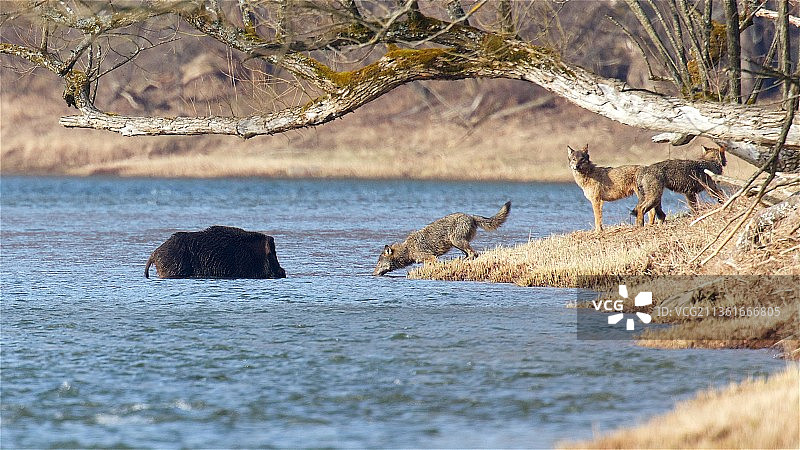 当掠食者不想进入冷水时图片素材