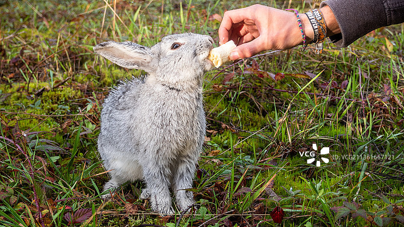 野外的友谊，在田野里喂松鼠的裁剪手图片素材