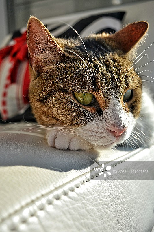猫的特写肖像，意大利洛迪图片素材