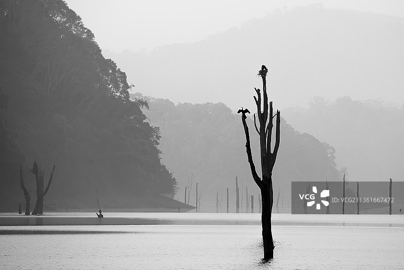 印度喀拉拉邦佩里亚尔国家公园雪地上的树木图片素材