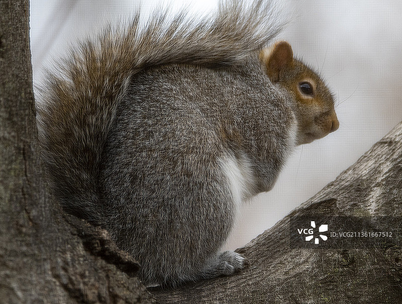 树干上灰松鼠的特写，美国明尼苏达州埃迪纳图片素材