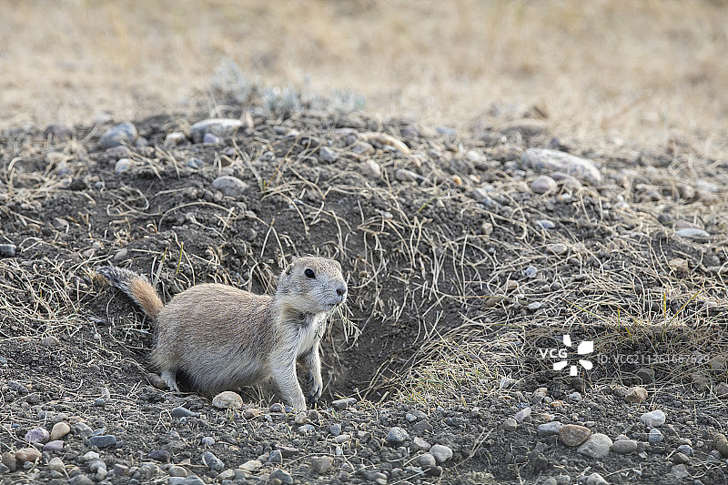 草原国家公园里的土拨鼠吃着零食（特写）图片素材