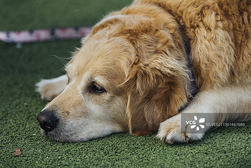 草地上金毛寻回犬的特写图片素材