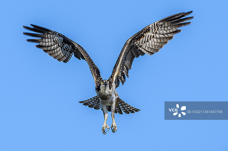 美国华盛顿州图克维拉的蓝天下飞翔的鹰低角度视图图片素材