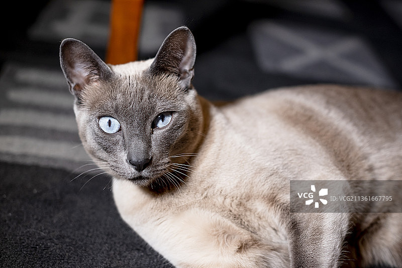 特写的猫图片素材