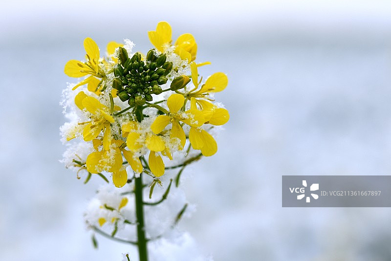 初雪，波兰黄色开花植物特写图片素材