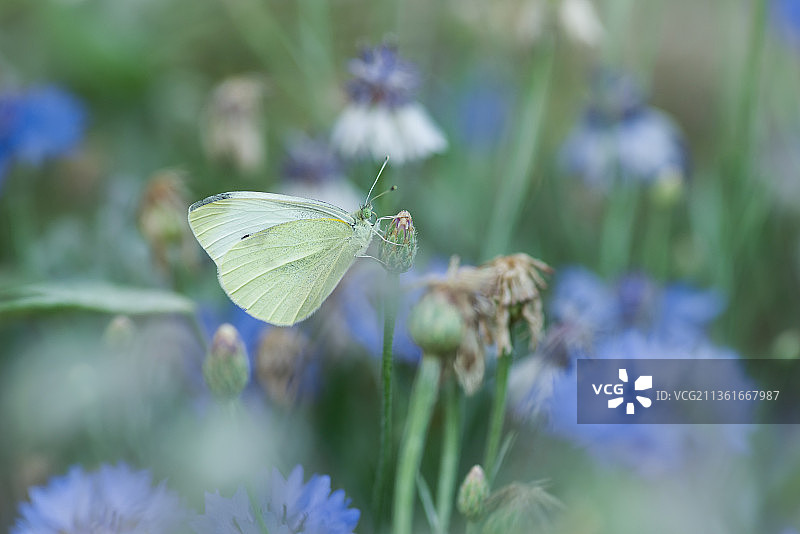 在荷兰泽兰省花朵上采蜜的蝴蝶特写图片素材