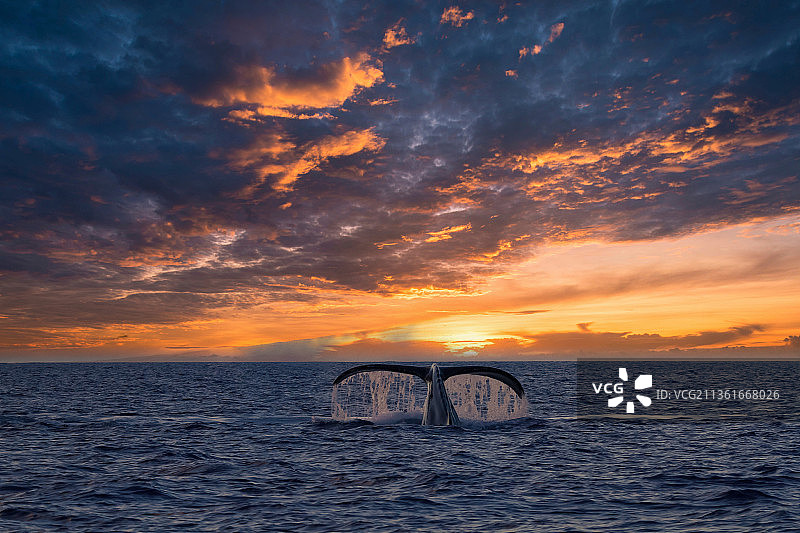 日落时分夏威夷拉海纳的座头鲸海景图片素材