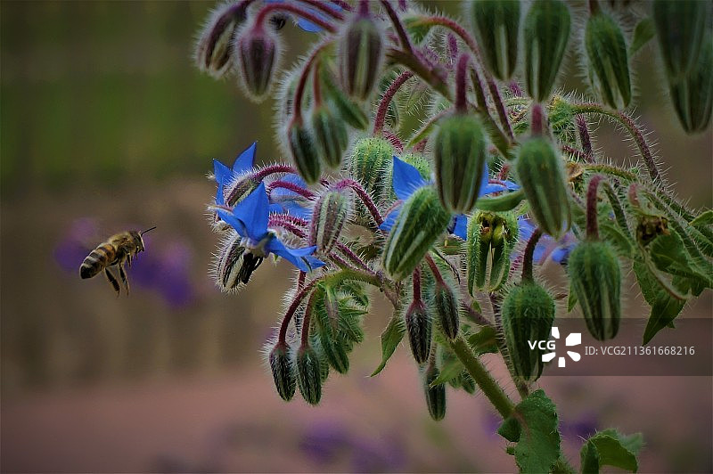 蜜蜂与紫色开花植物特写，荷兰图片素材