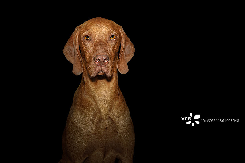 维兹拉犬肖像，黑色背景下的维兹拉犬肖像，英国图片素材