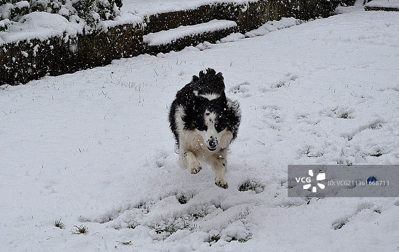 飞舞的雪地犬，纯种柯利犬在白雪覆盖的田野上行走，英国科尔尼特劳登图片素材
