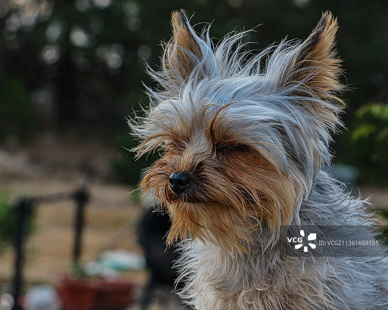 约克夏犬的平静内心特写图片素材
