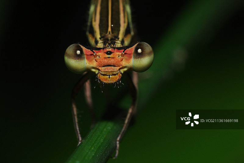 豆娘，树叶上的昆虫特写图片素材