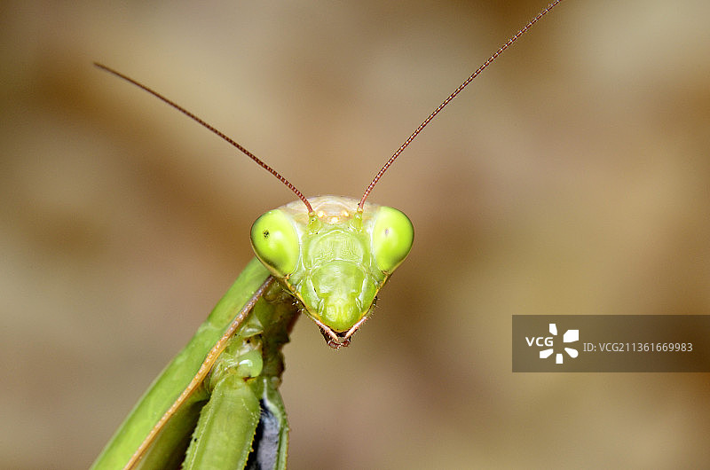 螳螂，树叶上的昆虫特写图片素材