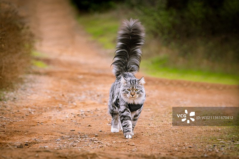 猫走在土路上的背影图片素材