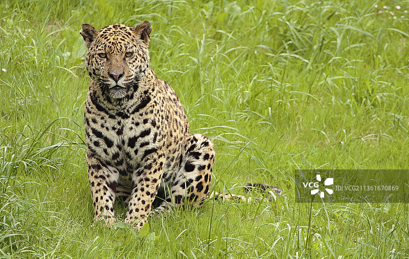 美洲虎：坐落在西班牙坎塔布里亚草原上的猎豹肖像图片素材