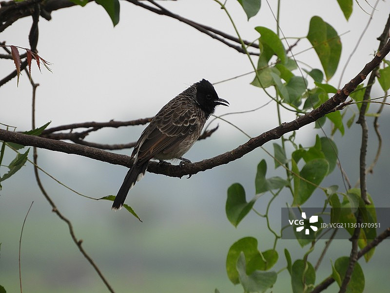 仰视栖息在树上的黑鸟图片素材