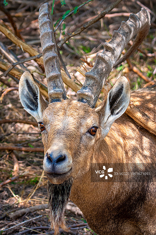 山羊，站立在田野上的鹿的画像，斯德博克，以色列图片素材