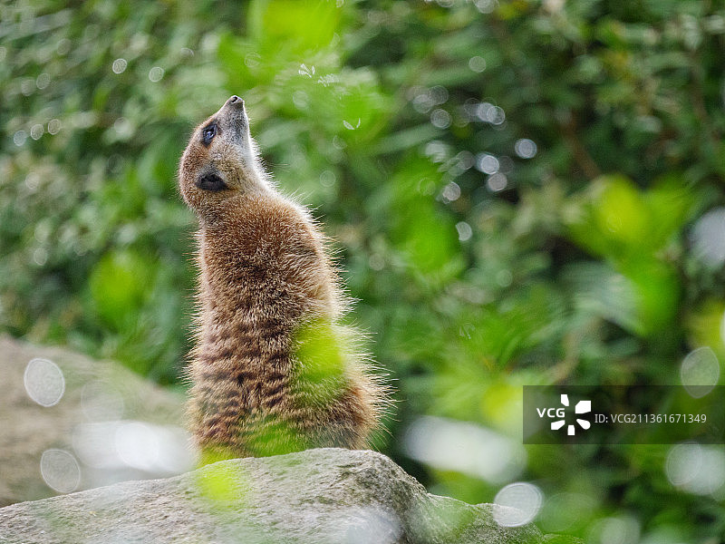 狐獴的特写图片素材