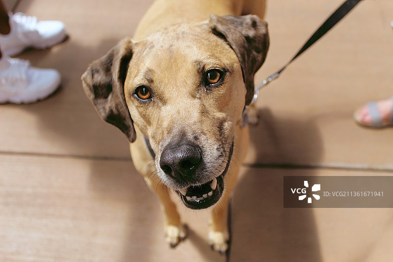 小狗站在硬木地板上的照片图片素材