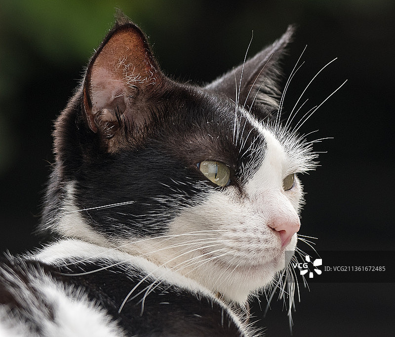 猫看向别处的特写图片素材